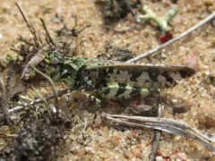 Marbled Grasshopper thumbnail 4