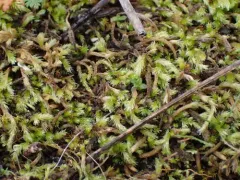 Sandwort Homalothecium Moss thumbnail 1