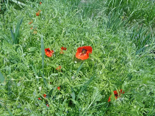 Asian Corn Poppy