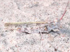 Toothed Field Grasshopper thumbnail 3