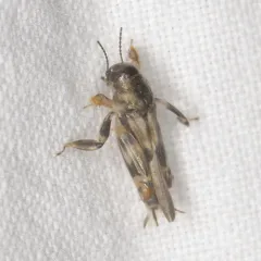 Larger Pygmy Mole Grasshopper thumbnail 2
