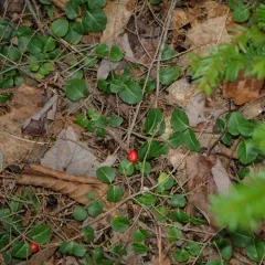 partridgeberry thumbnail 2