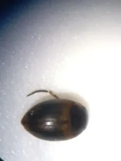 Nectoporus congruus thumbnail 2