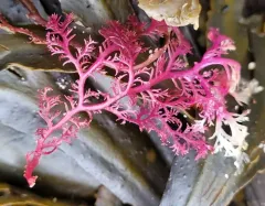 Sea Comb thumbnail 3