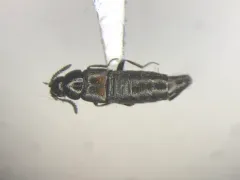 Spring Minute Rove Beetle thumbnail 1
