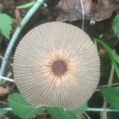 goldenhaired inkcap thumbnail 3
