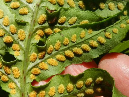 Nested Polypody