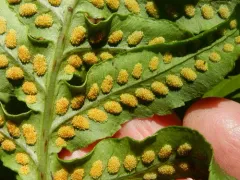 Nested Polypody thumbnail 1
