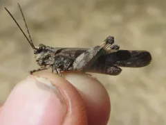 Masked Grasshopper thumbnail 3