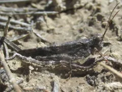 Pine Bluffs Grasshopper thumbnail 2