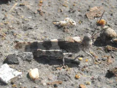 Broad-banded Grasshopper thumbnail 2