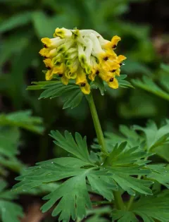 Noble Corydalis thumbnail 3