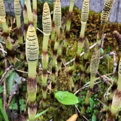 great horsetail thumbnail 4