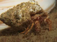 Bluespine Hermit Crab thumbnail 4