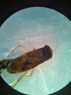 Callicorixa alaskensis thumbnail 3