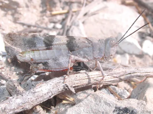 Barren Land Grasshopper