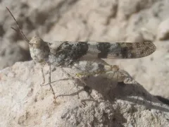 Lichen Grasshopper thumbnail 3