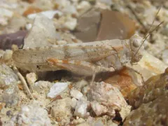 Badlands Grasshopper thumbnail 2