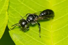 Crossocerus nigritus thumbnail 3