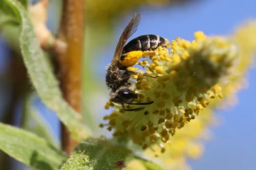 Andrena nigrae
