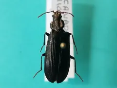 Black Pythid Beetle thumbnail 4
