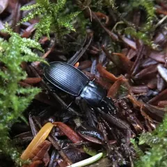 Pterostichus algidus thumbnail 3