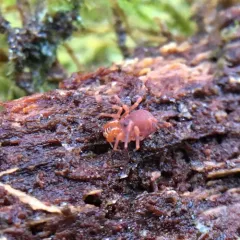 Sclerobunus nondimorphicus thumbnail 2