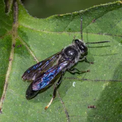 Trypoxylon lactitarse thumbnail 2