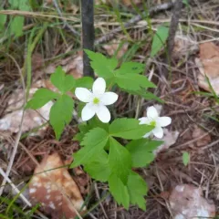 Piper's Anemone thumbnail 1
