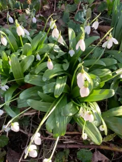 Green Snowdrop thumbnail 2