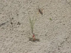 Sandhills Band-wing Grasshopper thumbnail 2