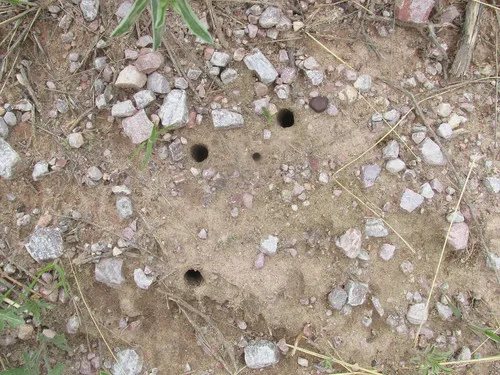 Great Plains Giant Tiger Beetle