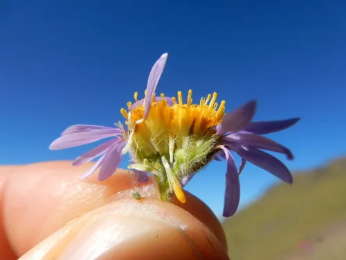 Rydberg's Fleabane