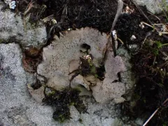 Dermatocarpon reticulatum thumbnail 4