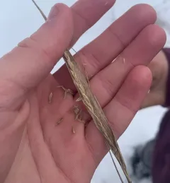 Tall Dropseed thumbnail 3