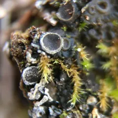 Jelly Lichen thumbnail 2