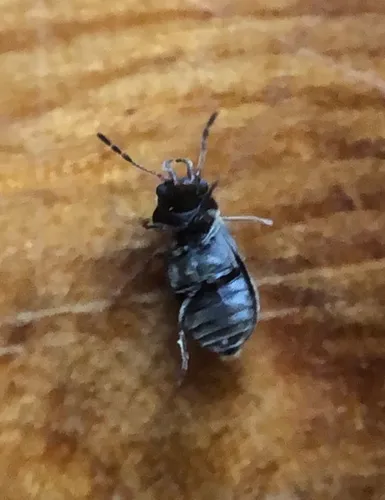 Ozognathus cornutus