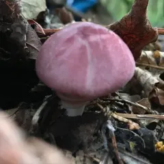 Lepiota decorata thumbnail 3