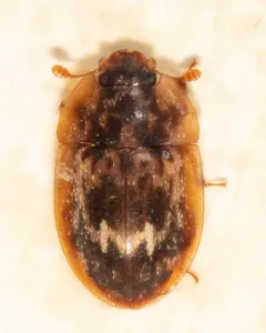 Lobiopa undulata thumbnail 1