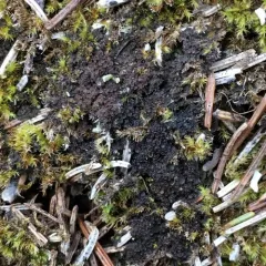 Birdnest Jellyskin Lichen thumbnail 3