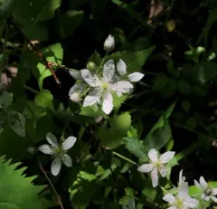 Bristly Blackberry thumbnail 1