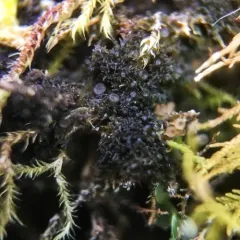 Appressed Jellyskin Lichen thumbnail 2