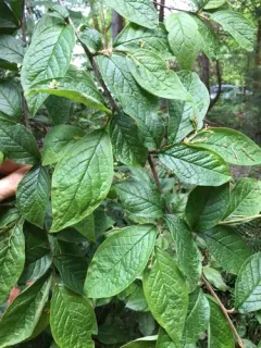 Bullate Cotoneaster thumbnail 3