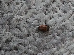 Brown Carpet Beetle thumbnail 3
