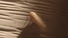 Amplicephalus osborni thumbnail 4