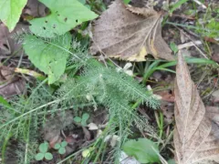 eastern yarrow thumbnail 4