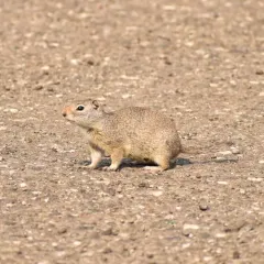 Uinta Ground Squirrel thumbnail 4