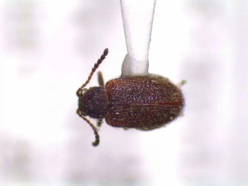 Distigmoptera borealis