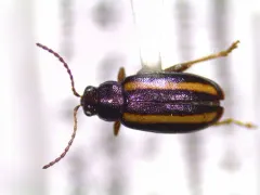 Dark-necked Systena thumbnail 2