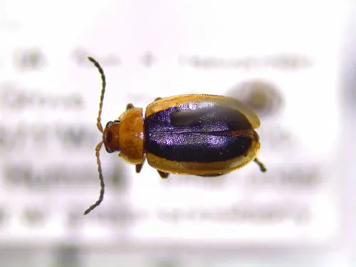 Capraita thyamoides